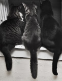Three Cats In A Window
