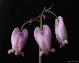 Bleeding Hearts