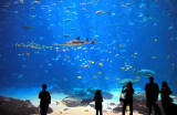 2nd - Under the Sea by Peter Kwok