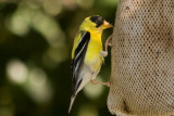 Melancholly Gold Finch