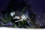 crappy crab shot