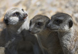 Three- Part  Harmony