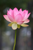 Lotus Position