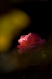 IMG_6364.jpg