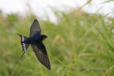 Speedie Swallow