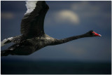 Black Swan