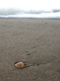 Seashell