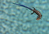 8th Place (tie)<br>Lizard<br>by Lydia