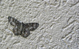 Moth on Stucco