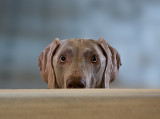 5th Place<br>did someone say bread?<br>by dtallakson