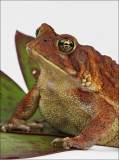 Toadys Smile