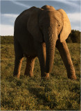 Addo Elephant