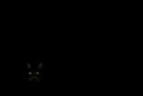 4th Place<br>Looking for a Black Cat in a Dark Room<br>by K