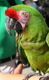 Macaw