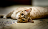 Green Eyes