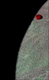 Red Dot*
