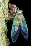 Cicada: Into The Night #3 *