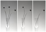 <b>8th Place</b><br>Seedheads *<br>by Adam Clutterbuck