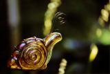 Escargot