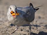 <b>3rd Place</b><br>Junk Food Junky *<br>by The Doctah