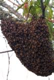 Honey *