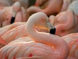- * pink flamingo * -