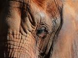 - * elephant * -