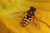 Hoverfly*
