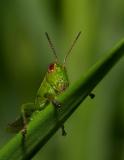 Greenish Hopper