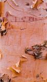 * Paper Birch