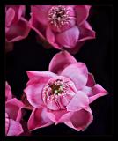 <b>Think Pink *</b>