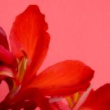 * Dream flower