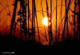Sea Oats At Sunset