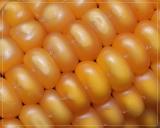 Golden Corn