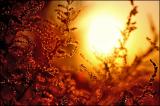 Fields Of Gold*