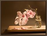 Sugar Magnolia *