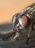 * Supa Dupa Fly - Missy Elliott