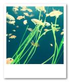 the life aquatic *