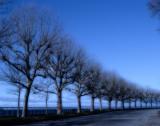 * These Trees in the Freeze