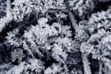 Frost *