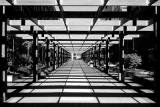 <b>4th Place</b><br>Shadows and Trellis<br>by Ben Udkow (heycow)
