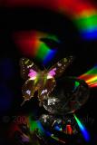 Weiskeis Dream<br><i>by Michael Soo</i>