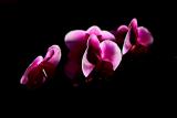 Orchids I *