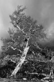 Tree Ent *