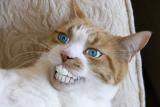 <b><i>7th Place</i></br>grin </b></br>By Dave Perry