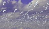 Ghost Birds *