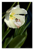 <b><i>11th Place</i></br>Sweet Sleep</b></br>By Roberta Fair
