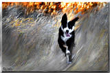Fire dog *