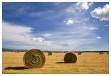 <b><i>9th Place</i></br></b>Hay! Its summer</br>by  Gayle Knowles<b>