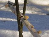 Decaying Birch *